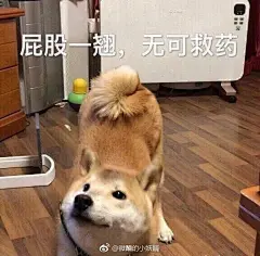 你要的表情包来了。。。