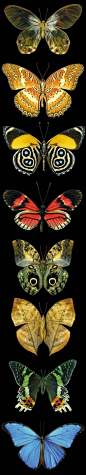 #蝴蝶# #摄影# 灬铃兰灬采集
Butterfly collection