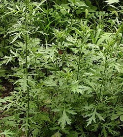 常见芳香植物——五月艾-花瓣网