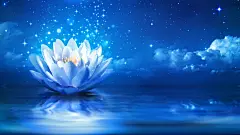 睡莲，花，盛开，水，闪闪发光，桌面壁纸