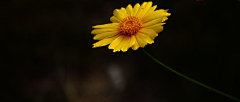 ZyV0mfU0采集到雏菊