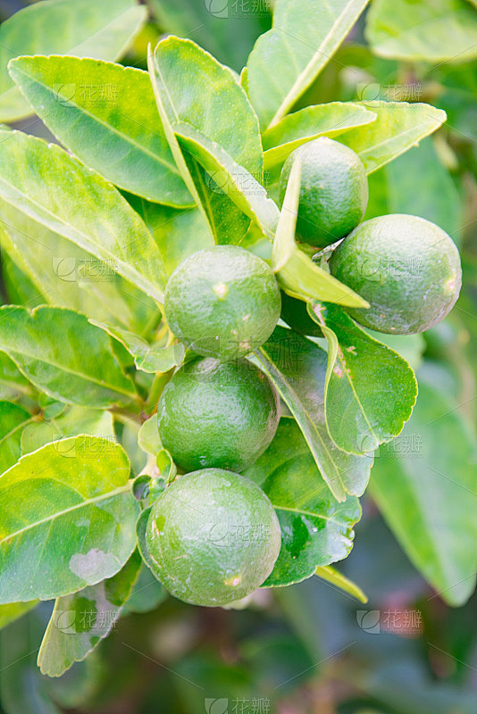 酸橙树上的绿色酸橙(Citrus aurantifolia)，它们是柠檬的近亲