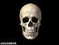 【4.25】【小科普】人的脑袋共由22块骨头组成～脑门和后脑勺共有8块大片骨头保护大脑，而脸上有14块骨块～～