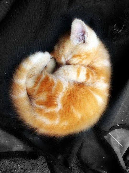 ♥ orange kitties!: 