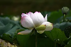 夏天夏季夏日荷花盛开荷叶莲蓬花卉壁纸美景图片下载