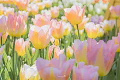 郁金香 春日繁花风景摄影  |  电脑ipad壁纸