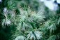 pine branch tree