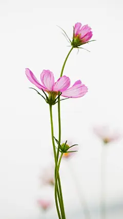 幸福花绽放苹果手机锁屏壁纸