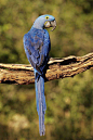鹦形目·鹦鹉科·琉璃金刚鹦鹉属：紫蓝金刚鹦鹉