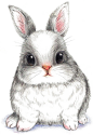 卡通兔子手绘动物小白兔小灰兔png素材