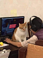 鱼少言
游戏输了，赶紧把猫猫放在键盘上拍个照片发给队友，这样就可以说不是自己太菜了。