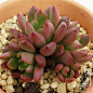 红宝石 Echeveria 'pink rubby'