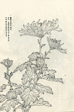 超级美男子采集到纹身