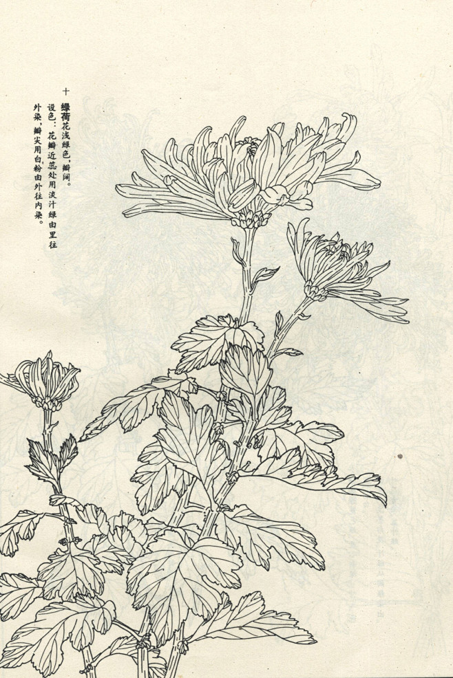 菊谱---白描菊花(70p)陆续发,朋友...