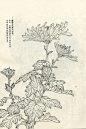 菊谱---白描菊花(70p)陆续发,朋友们共赏 - 【工笔画素材】 - 【中国工笔画论坛】 |工笔画|工笔画视频|工笔花鸟|工笔山水|工笔人物|