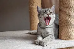 点击来源直接获取大图文件 |有趣的小猫猫打哈欠或大笑咆哮
