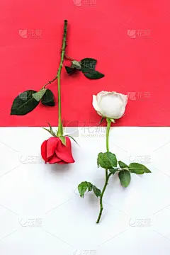玫瑰,自然美,芳香的,贺卡,浪漫,蔷薇科,植物,背景,节日,礼物