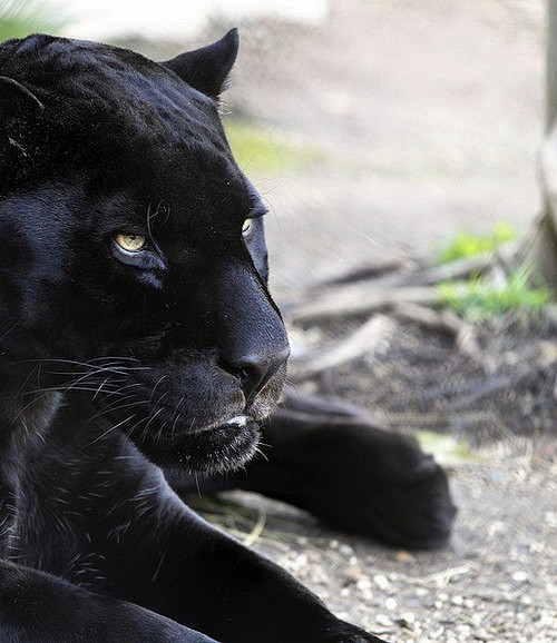 Black Jaguar