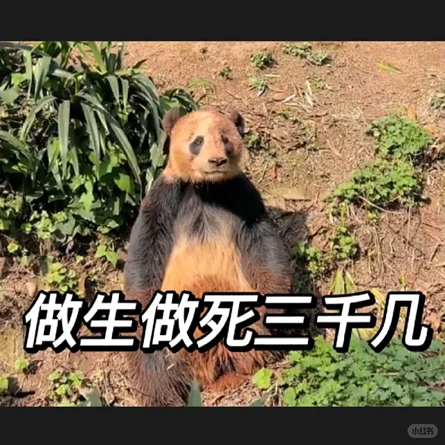 做了一组萌兰 么么儿表情包-花瓣网