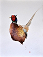 旧金山插画师Karl Martens的唯美鸟儿水彩画作品，他将中国书法与西洋水彩相结合，用一种空灵的绘画风格让画笔下的鸟儿栩栩如生~