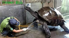 咪咕灯采集到宠物