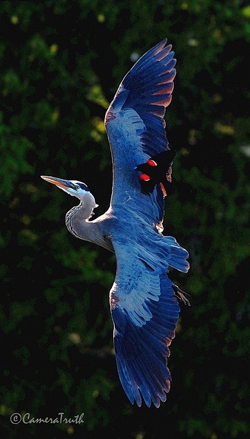 Great Blue-Heron wit...