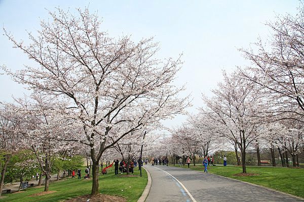 一夜之间如云似霞 上海各处染井吉野樱花进入最佳赏花期 : 一夜之间如云似霞 上海各处染井吉野樱花进入最佳赏花期,