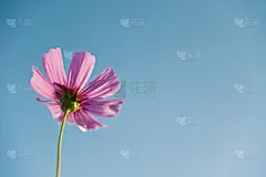 宇宙的花
