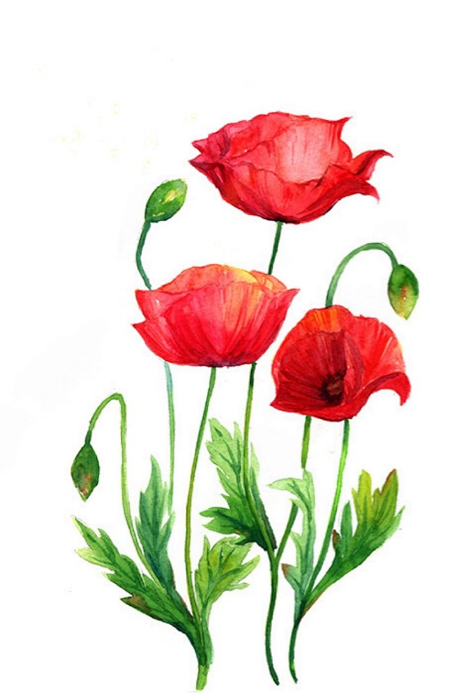6月18《角罌粟》花語：耐心、在英國這種...
