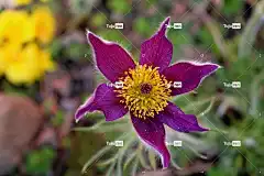 白头翁花 美丽的花朵 花 自然 花瓣 花卉背景 植物群 花壁纸