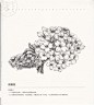 花朵线稿 黑白花意 花绘铅笔素描教程 掌握花卉素描 XD019-淘宝网