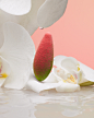 colour earrings Flowers gradient Jewellery orchids set design  still life photography