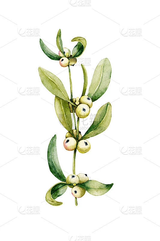 白色槲寄生的树枝和浆果。水彩手绘插图孤立的白色背景。设计新年和圣诞节印刷产品，节日贺卡素材-花瓣网