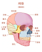 教材插画｜系统解剖学图谱重绘4 颅骨