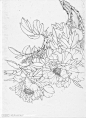 牡丹