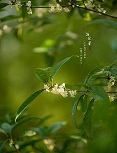 QINZITONQ采集到日历海报