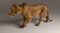Virtual Lion with ZIVA VFX : See how the Ziva Team created a fully anatomical and physics-abiding virtual lion using ZIVA VFX.