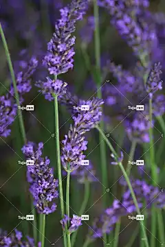 熏衣草 美丽的花朵 花 花壁纸 竿 自然 夏天 薰衣草花