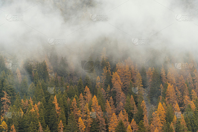秋季，在蒙特罗莎附近的格雷森尼山谷中，雾...