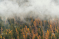 秋季，在蒙特罗莎附近的格雷森尼山谷中，雾气蒙蒙的森林