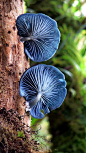 蓝鳃鱼真菌
