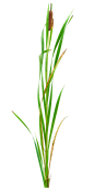 香蒲2-(1,2)-TA