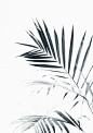 Palm Leaves | Palm Tree Black and white photography Printable wall art – THE PRINTABLE CØNCEPT