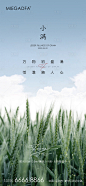 小满节气海报-源文件