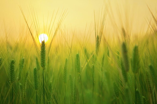 agriculture, barley ...