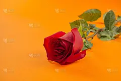 美丽的单瓣红玫瑰花，橙色背景。红玫瑰是一种美妙的花，在国际妇女节、母亲节、情人节，用来表达你的感情，