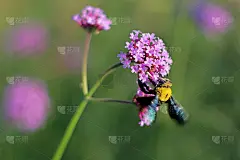 薰衣草园和开紫色花的木果