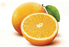 Oranges, Grappes &amp; Corn : Illustrations for Packaging