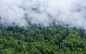 green forest during foggy weather
