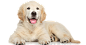 Golden Retriever Background 1200*630 transprent Png Free Download - Dog, Golden Retriever, Retriever. - CleanPNG / KissPNG
